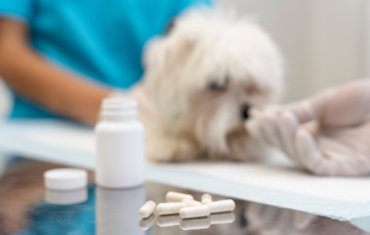 Probiotikumok antibiotikum-kezelés után: Kaphat a kutya vagy a macska emberi probiotikumot, például Normaflore-t vagy Enterolt?